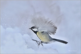 <p>SÝKORA KOŇADRA (Parus major) ------- /Great tit - Kohlmeise/</p>